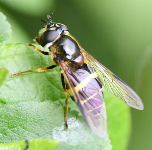 Dasysyrphus tricinctus